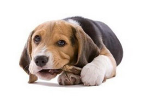 小狗吃什么补钙