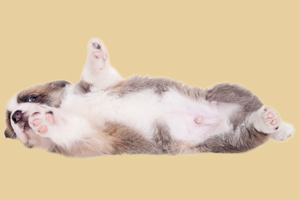 小狗吃什么会死