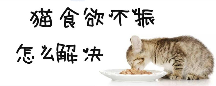 猫食欲不振怎么解决