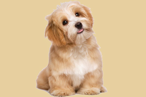 小狗吃什么补血