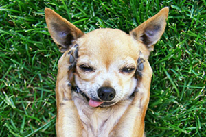 狗耳朵臭怎么办