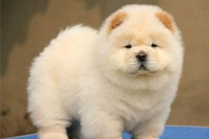 松狮吃什么长得胖