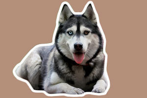 哈士奇吃什么能长胖