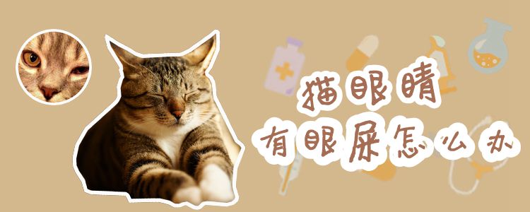 猫眼睛有眼屎怎么办