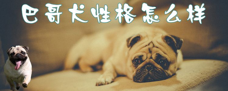 巴哥犬性格怎么样