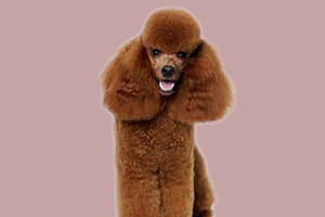 贵宾犬吃什么毛会变好