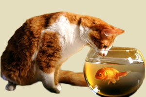 小猫吃什么鱼好