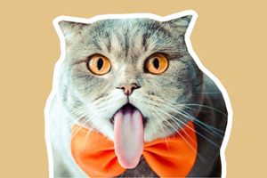 小猫吃什么吐什么怎么办