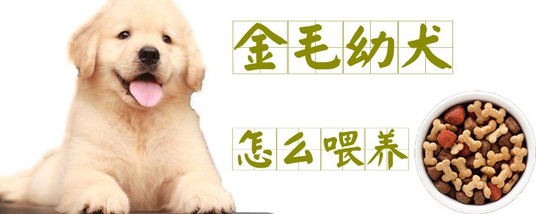 金毛幼犬怎么喂养