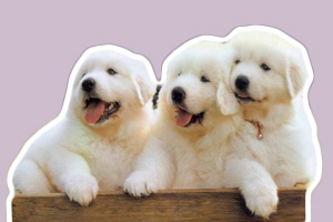 萨摩耶幼犬饲养方法