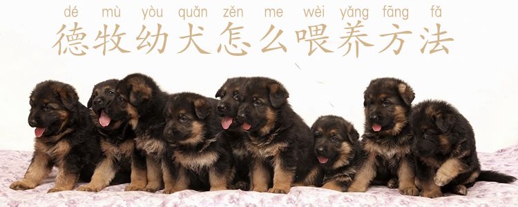 德牧幼犬怎么喂养方法1