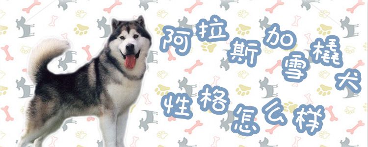 阿拉斯加犬性格怎么样