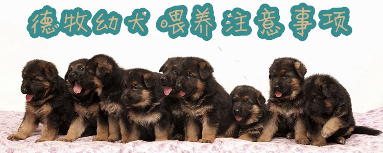 德牧幼犬喂养注意事项