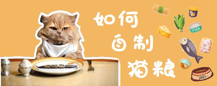 如何自制猫粮 自制猫粮的三个方法