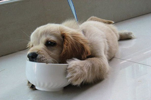 如何纠正狗狗护食