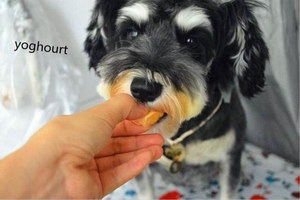 狗护食怎么解决