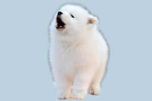 萨摩耶幼犬一直叫怎么办