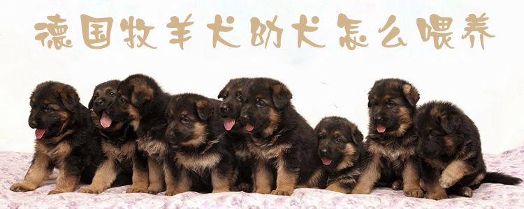 ​德国牧羊犬幼犬怎么喂养