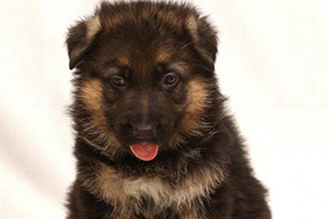 德牧幼犬怎么喂养方法