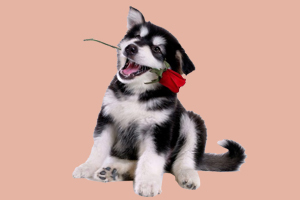 哈士奇幼犬怎么养