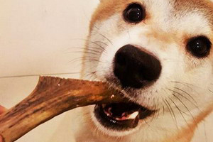 狗狗护食怎么办