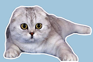 折耳猫遗传病症状有哪些