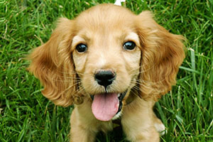 可卡幼犬怎么喂养