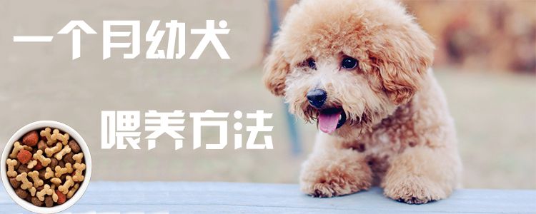 一个月幼犬喂养方法