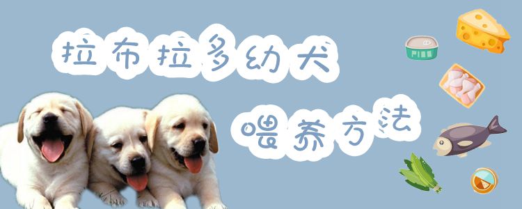 拉布拉多幼犬喂养方法