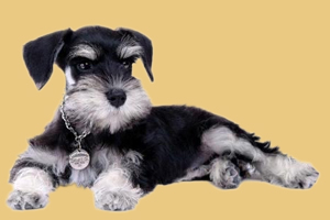 雪纳瑞怎么养才听话