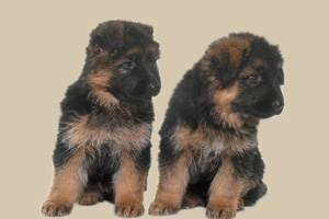 德国牧羊犬幼犬缺钙怎么办