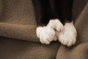 猫爪子如何修剪