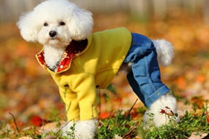 贵宾狗造型怎么做