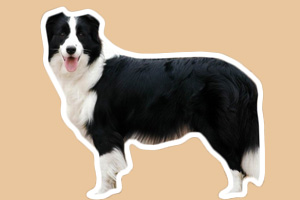 边境牧羊犬吃什么毛亮