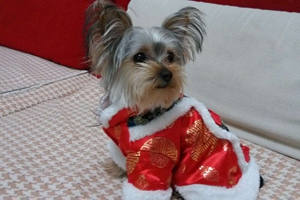 约克夏造型有哪些