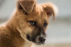 养狗有什么好处