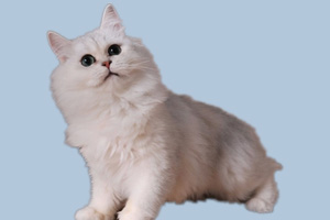 金吉拉猫怎么养