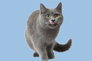 英国短毛猫怎么养