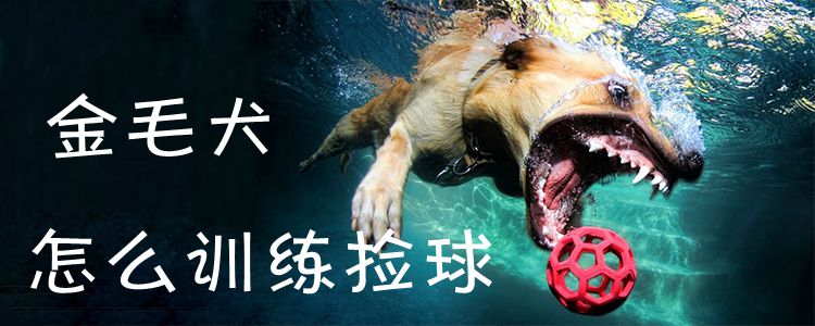 金毛犬怎麼訓練撿球1