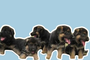 德国牧羊犬幼犬洗澡怎么洗