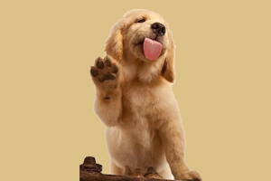 狗狗反刍是怎么回事