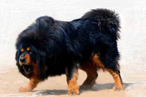 藏獒的饲养需知有哪些