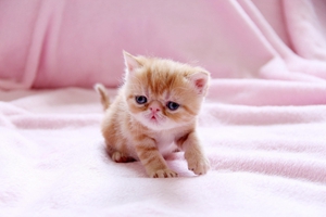 养小猫需要准备什么