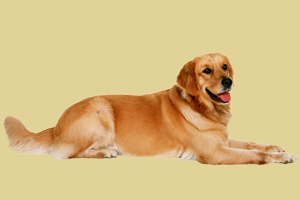 金毛犬吃什么毛色好