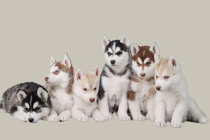 哈士奇幼犬怎么选择