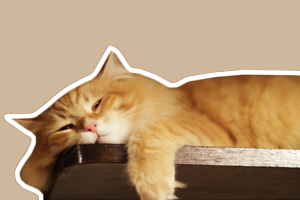 猫咪肾衰的症状有哪些