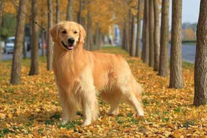 不同阶段金毛犬的饲养注意什么