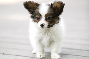 蝴蝶犬幼犬的特征