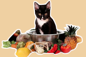 小猫吃什么水果好