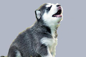 哈士奇幼犬晚上叫怎么办